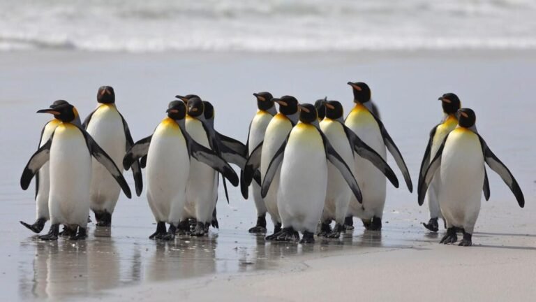 Canonical’s OpenJDK builds promise Java devs more speed – and a whopping 12 years of security support