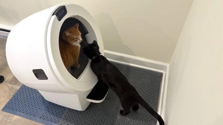 6 pet deals you don’t want to miss this Memorial Day weekend, including robot litter boxes